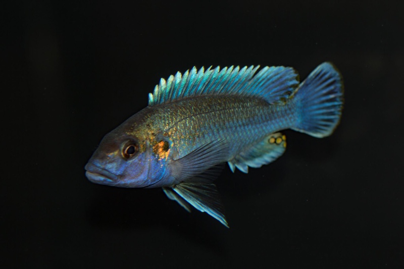 Melanochromis lepidiadaptes 'Makanjila Point'